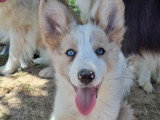 Border Collie mâles non LOF
