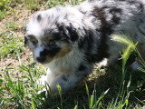 5 chiots Berger Américain Miniature non LOF de mars 2026 à vendre