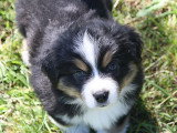 5 chiots Berger Américain Miniature non LOF de mars 2026 à vendre