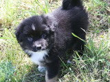 5 chiots Berger Américain Miniature non LOF de mars 2026 à vendre