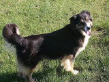 5 chiots Berger Américain Miniature non LOF de mars 2026 à vendre