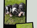 Portée Bull Terrier 6 chiots LOF nés avril 2026 à vendre