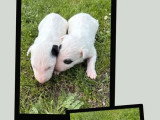 Portée Bull Terrier 6 chiots LOF nés avril 2026 à vendre