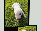 Portée Bull Terrier 6 chiots LOF nés avril 2026 à vendre