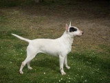 Portée Bull Terrier 6 chiots LOF nés avril 2026 à vendre