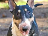 Portée Bull Terrier 6 chiots LOF nés avril 2026 à vendre