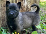 12 chiots Berger Belge Malinois LOF de mars 2026 à réserver