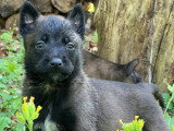 12 chiots Berger Belge Malinois LOF de mars 2026 à réserver