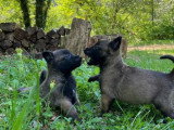 12 chiots Berger Belge Malinois LOF de mars 2026 à réserver