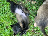 12 chiots Berger Belge Malinois LOF de mars 2026 à réserver