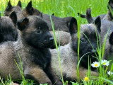 12 chiots Berger Belge Malinois LOF de mars 2026 à réserver