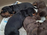 6 chiots Cocker Anglais non LOF nés en mai 2026 à réserver