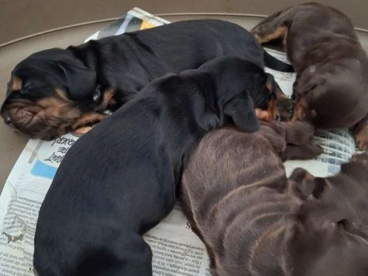 6 chiots Cocker Anglais non LOF nés en mai 2026 à réserver
