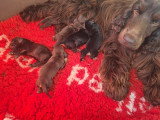 6 chiots Cocker Anglais non LOF nés en mai 2026 à réserver