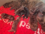 6 chiots Cocker Anglais non LOF nés en mai 2026 à réserver