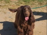 6 chiots Cocker Anglais non LOF nés en mai 2026 à réserver