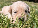 10 chiots Golden Retriever LOF nés en avril 2026 à réserver