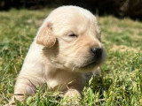 10 chiots Golden Retriever LOF nés en avril 2026 à réserver