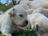 10 chiots Golden Retriever LOF nés en avril 2026 à réserver