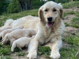 10 chiots Golden Retriever LOF nés en avril 2026 à réserver