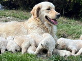 10 chiots Golden Retriever LOF nés en avril 2026 à réserver