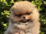 Chiot Poméranien Spitz mâle orange sable non LOF à vendre