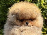 Chiot Poméranien Spitz mâle orange sable non LOF à vendre