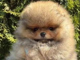 Chiot Poméranien Spitz mâle orange sable non LOF à vendre