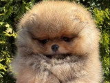 Chiot Poméranien Spitz mâle orange sable non LOF à vendre