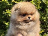 Chiot Poméranien Spitz mâle orange sable non LOF à vendre
