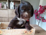 2 chiots Cocker Anglais mâles à réserver non LOF nés en mars 2026