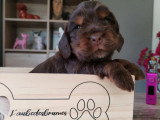 2 chiots Cocker Anglais mâles à réserver non LOF nés en mars 2026