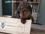 2 chiots Cocker Anglais mâles à réserver non LOF nés en mars 2026