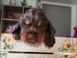 2 chiots Cocker Anglais mâles à réserver non LOF nés en mars 2026