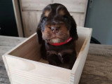 2 chiots Cocker Anglais mâles à réserver non LOF nés en mars 2026