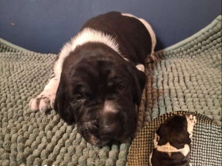 Chiot Braque Allemand mâle noir et blanc à réserver non LOF