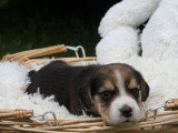 5 chiots Beagle mâles LOF nés en avril 2026 disponibles juin