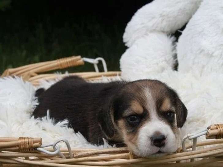 5 chiots Beagle mâles LOF nés en avril 2026 disponibles juin
