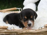 5 chiots Beagle mâles LOF nés en avril 2026 disponibles juin