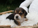 5 chiots Beagle mâles LOF nés en avril 2026 disponibles juin