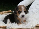 5 chiots Beagle mâles LOF nés en avril 2026 disponibles juin