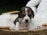5 chiots Beagle mâles LOF nés en avril 2026 disponibles juin