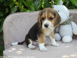 5 chiots Beagle mâles LOF nés en avril 2026 disponibles juin