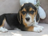 5 chiots Beagle mâles LOF nés en avril 2026 disponibles juin