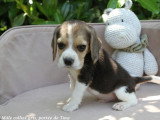 5 chiots Beagle mâles LOF nés en avril 2026 disponibles juin