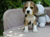 5 chiots Beagle mâles LOF nés en avril 2026 disponibles juin