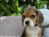 5 chiots Beagle mâles LOF nés en avril 2026 disponibles juin