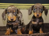 2 chiots Teckel nain à vendre non LOF nés en mars 2026