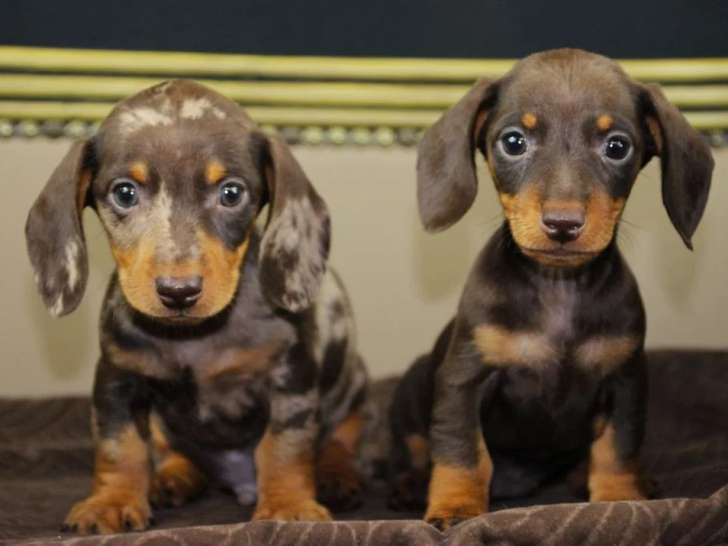 2 chiots Teckel nain à vendre non LOF nés en mars 2026
