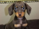 2 chiots Teckel nain à vendre non LOF nés en mars 2026